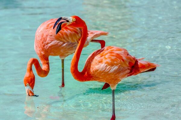 Aruba