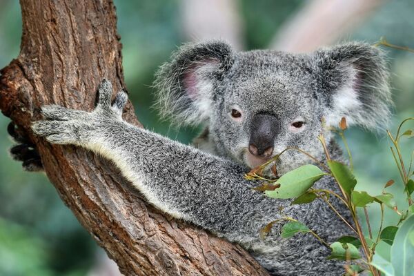 Australië
