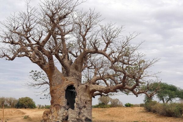 Senegal