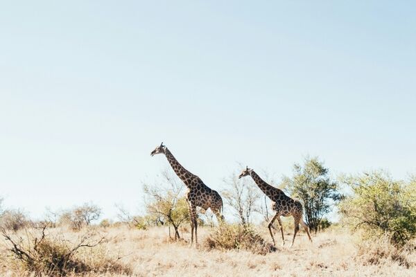 Zuid-Afrika