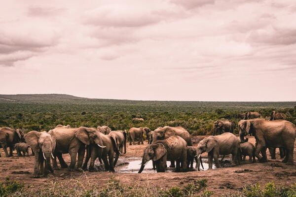 Zuid-Afrika