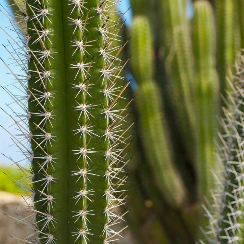 Aruba