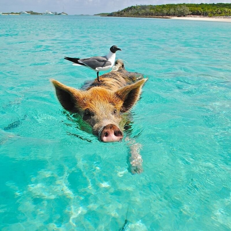 Bahamas - Exuma - Staniel Cay