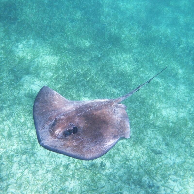 Belize - Hol Chan Marine Reserve