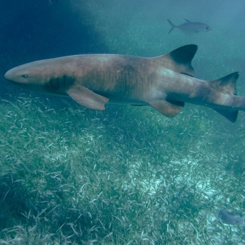 Belize - Hol Chan Marine Reserve