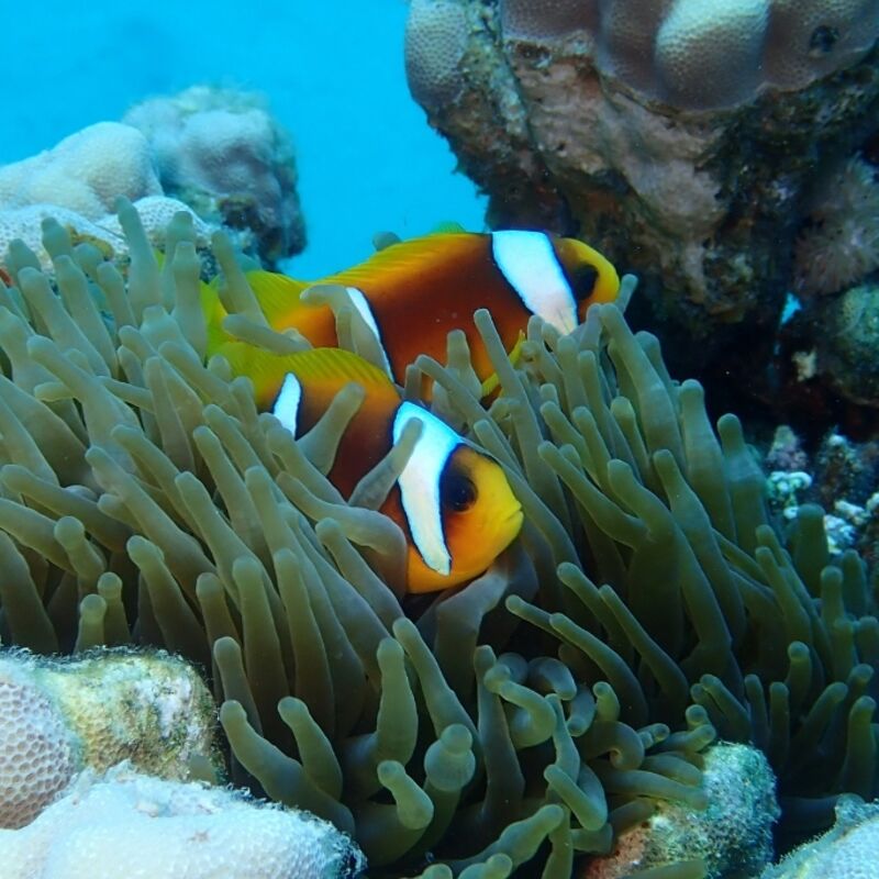 Egypte - Marsa Alam