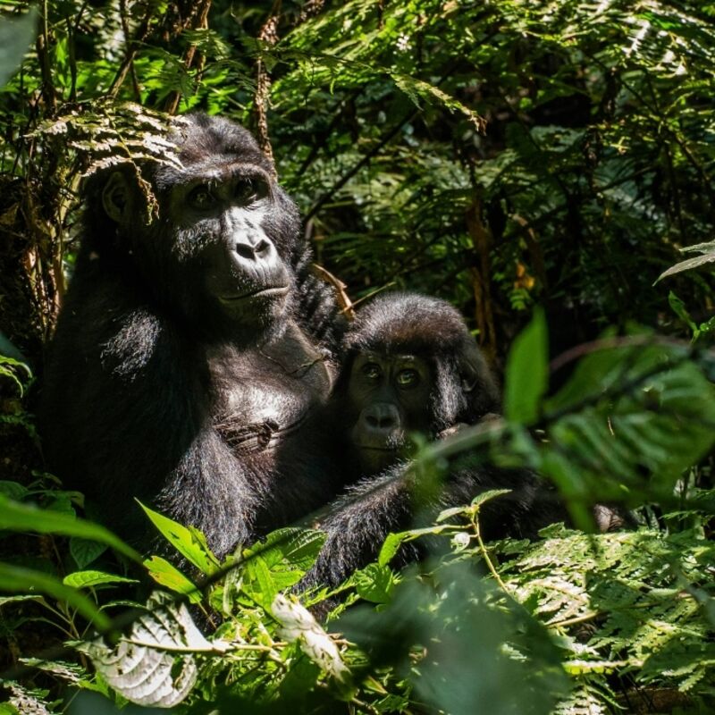 Oeganda - Bwindi Impenetrable Forest