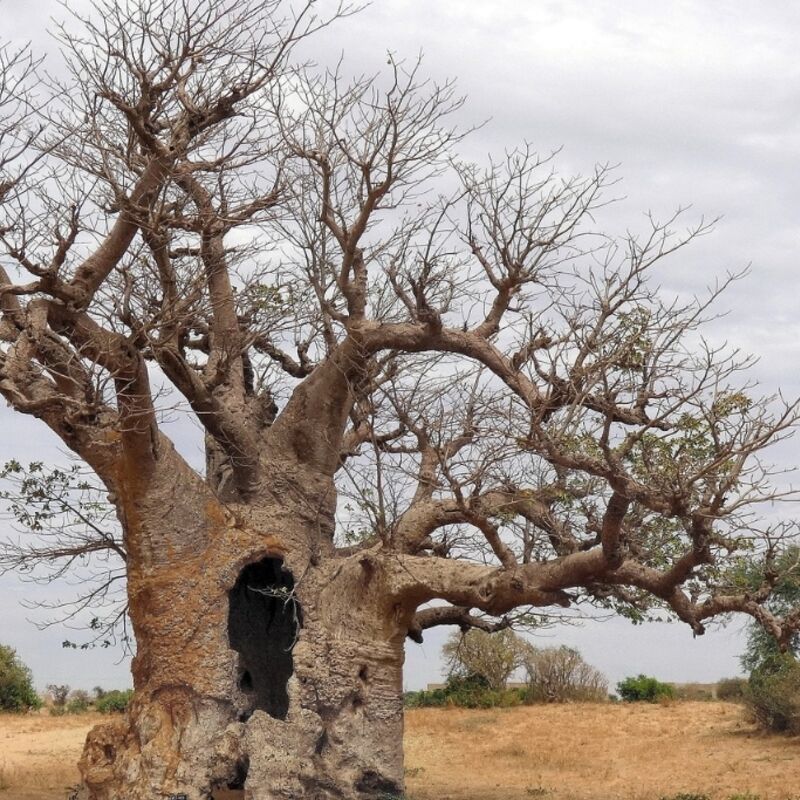 Senegal - Savannah  - Baobab