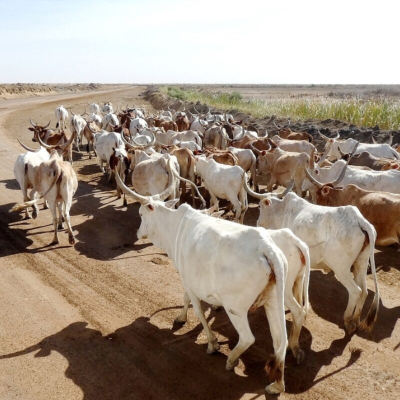 Senegal - Savannah - Zebu Cows