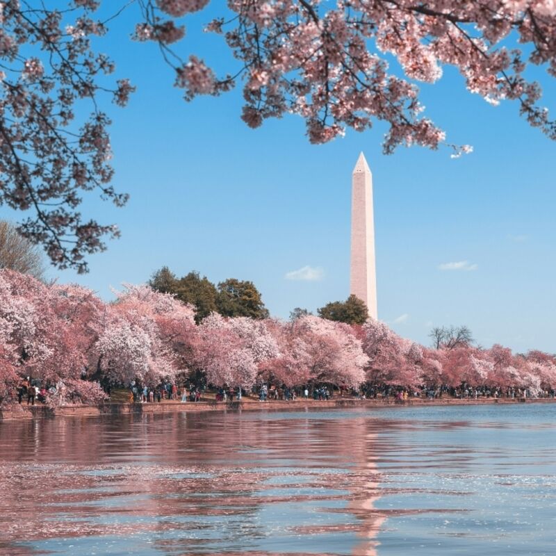 Washington D.C.