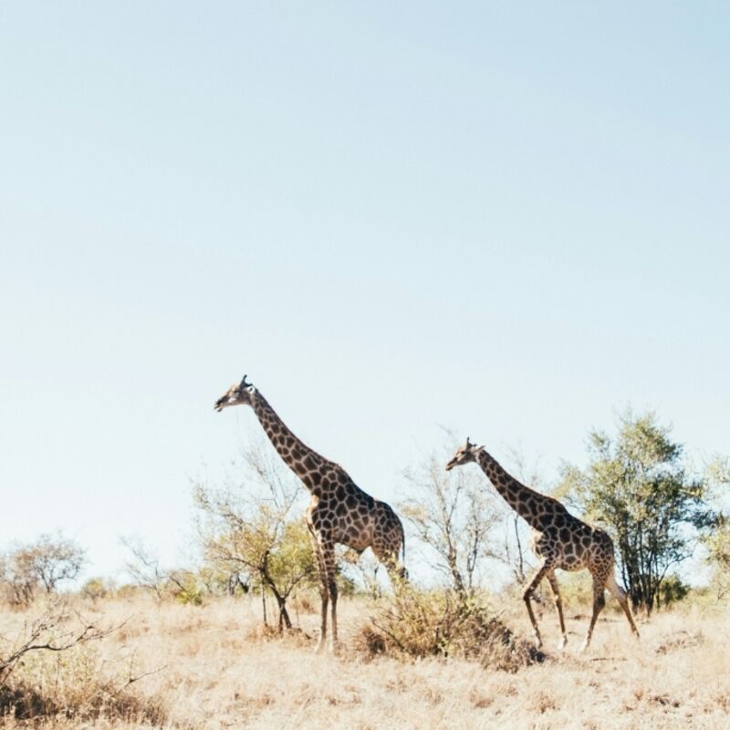 Kruger Nationaal Park