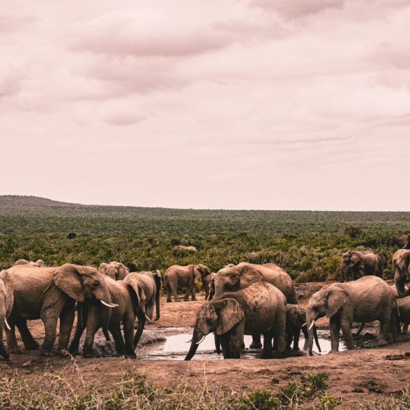 Kruger Nationaal Park