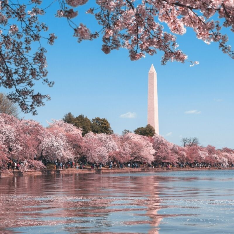 Washington D.C.